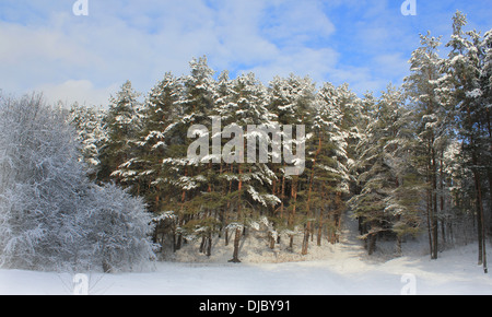 Paisaje invernal con árboles cubiertos de nieve