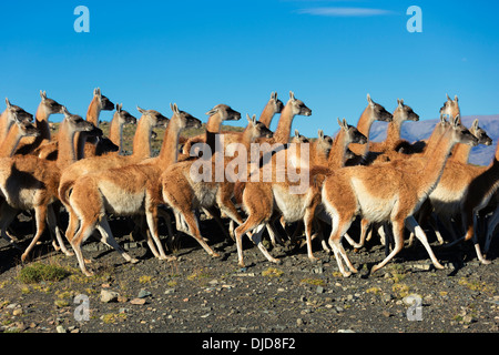 Pequeño rebaño de guanacos (Lama guanicoe) en el Parque Nacional Torres del Paine.Patagonia.Chile Foto de stock