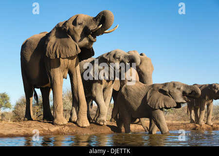 Elefante africano (Loxodonta africana), pequeño grupo de elefantes bebiendo en un abrevadero en la Reserva de Caza de Mashatu.Botswana