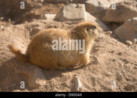 Arizona, Tucson, el Saguaro National Park, el Museo del Desierto de Sonora. Black-tailed Prairie Dog (cautivo: Cynomys ludovicianus). Foto de stock