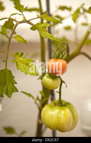 Cerca de tomates orgánicos la maduración en la viña en el jardín