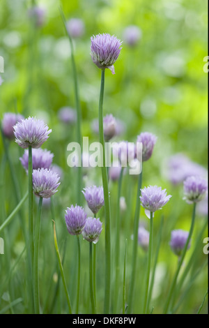 Cebollino, Allium schoenoprasum Foto de stock