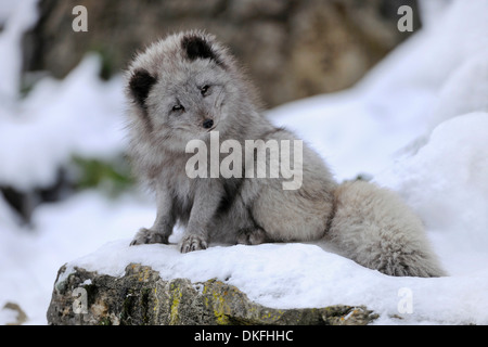 Zorro ártico (Vulpes lagopus) sentados en la nieve, cautiva, Baden-Wurtemberg, Alemania