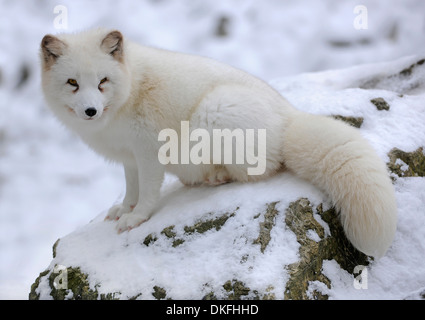 Zorro ártico (Vulpes lagopus) sentados en la nieve, cautiva, Baden-Wurtemberg, Alemania