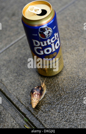Glide caracol deslizándose hacia el alcohol puede dutch gold cerveza barata de bajo coste Foto de stock