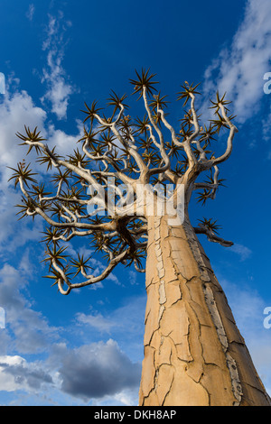 El carcaj tree (kocurboom) (Aloe dichotoma) en el carcaj de árbol, Bosque de Keetmanshoop, Namibia, África Foto de stock