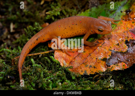 Manchas rojas, Notophthalmus viridescens newt, Rojo eft (fase terrestre), Nueva York Foto de stock