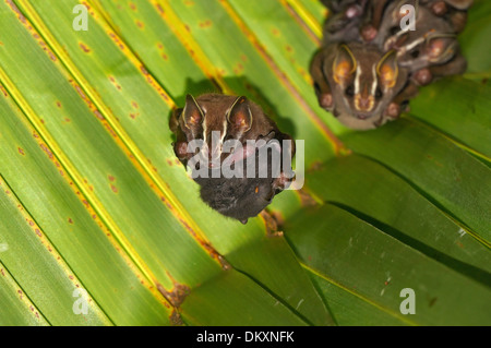 Bat, Uroderma bilobatum Tent-Making, con un bebé acurrucado contra su barriga , Caribe, Costa Rica Foto de stock