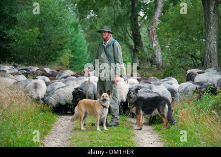 Pastor con perros de pastor pastoreando ovejas de Heidschnucke, raza de ovejas de páramos en Lüneburg Heath / Lunenburg brezales, Alemania