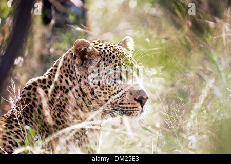 Leopard en Sudáfrica