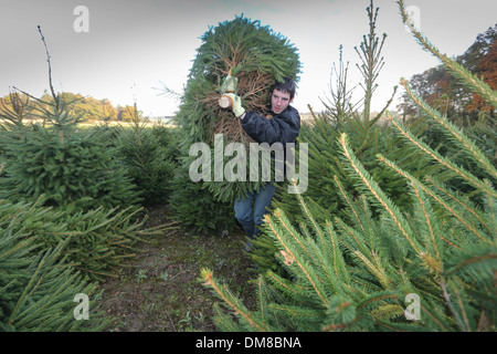 JACK BENNET recolección de árboles de Navidad de este año Foto de stock