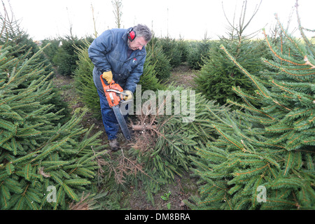 JACK BENNET recolección de árboles de Navidad de este año Foto de stock