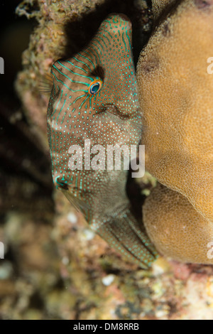 Falso ojo pufferfish en un coral