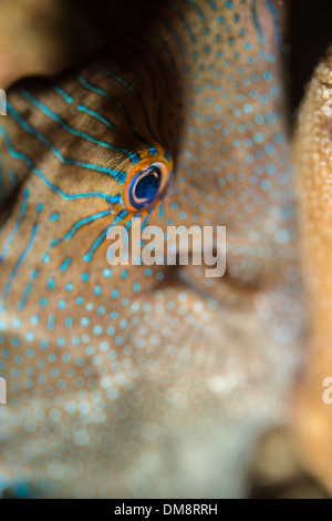 Close-up de un falso-eye pufferfish