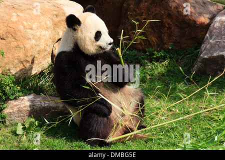El panda gigante (Ailuropoda melanoleuca) en el Beauval Zoo (Francia) // panda gigante (Ailuropoda melanoleuca) au Zoo de Beauval, Foto de stock