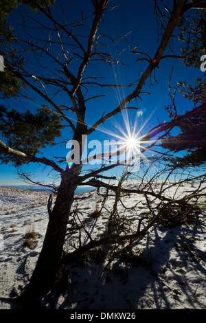 Los árboles en la cima de la montaña en una fría mañana de diciembre Foto de stock