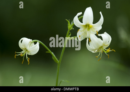 Turk's cap lily, lilium martagon Foto de stock