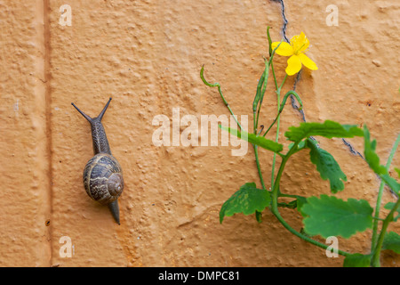 Jardín común (caracol Helix aspersa / Cornu aspersum / Cryptomphalus aspersus), jardín plagas muro de escalada Foto de stock