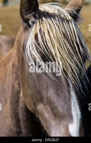Close-up retrato de caballo Foto de stock