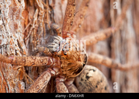Cerca de grandes marrones araña hunstman australiano camuflado en el tronco del árbol stringybark - mostrando numerosos ojos