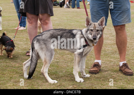 Northern British Lobo Inuit. l perro (Canis familiaris). Criado selectivamente raza con apariencia de lobo ancestral C. lupus Foto de stock