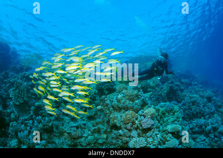 Escuela de peces Rabil salmonete (Mulloidichthys vanicolensis), Mar Rojo, Egipto, África