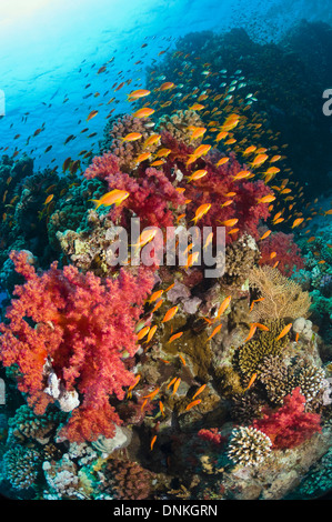 Goldies Lyretail o anthias (Pseudanthias squamipinnis) a lo largo de arrecifes de coral con corales blandos (Dendronephthya sp). Egipto, el Mar Rojo. Foto de stock