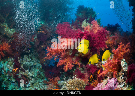 Paisaje de arrecifes de coral con Golden butterflyfish Foto de stock