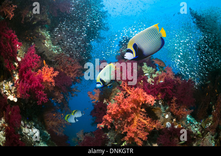 Paisaje de arrecifes de coral con peces ángel Emperador Foto de stock