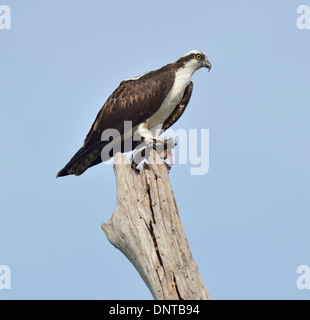 Osprey Comiendo pescado en un registro de secado Foto de stock