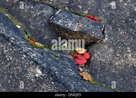 El arce rojo (Acer rubrum) caído hojas de otoño y rocoso, mayor en Sudbury, Ontario, Canadá Foto de stock