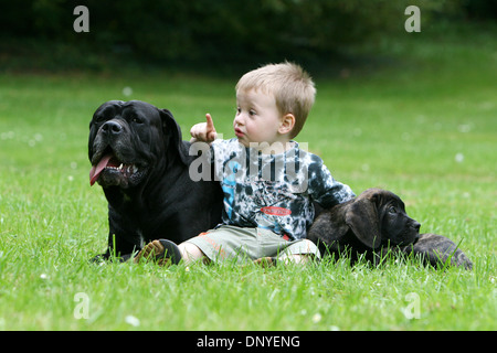 Hostal Gruñido Viaje Perro Cane Corso / Italiano / dogo cachorro y adulto con un niño pequeño  Fotografía de stock - Alamy