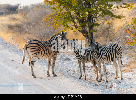 La Cebra de Burchell (Equus burchellii), adultos con dos potros son el camino de tierra, el Parque Nacional de Etosha, Namibia Foto de stock