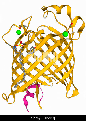 Membrana exterior fosfolipasa una molécula Foto de stock