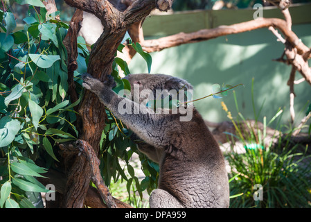 Closeup retrato de la Australian Koala koala Phascolarctos cinereus en un gum tree comer, dormir jugar, Foto de stock