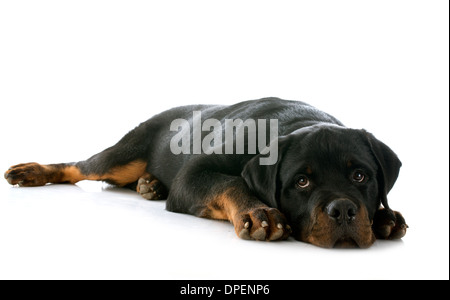 Retrato de un cachorro de raza rottweiler delante de un fondo blanco Foto de stock