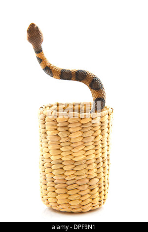 La serpiente en la cesta aislado sobre un fondo blanco. Foto de stock