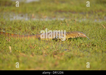 El lagarto monitor del Nilo (Varanus niloticus) caminar a través de la hierba mojada, witrh lengüeta extendida, el Parque Nacional de Kafue, Zambia, S Foto de stock
