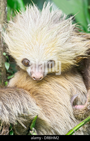 Un joven dos dedos cada sloth descansando en un árbol en Costa Rica. Foto de stock