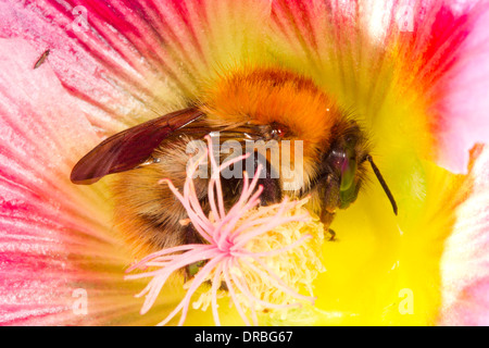 Carda común abejorro (Bombus pascuorum) nueva reina en un hollyhock flor en un jardín. Powys, Gales. De septiembre. Foto de stock