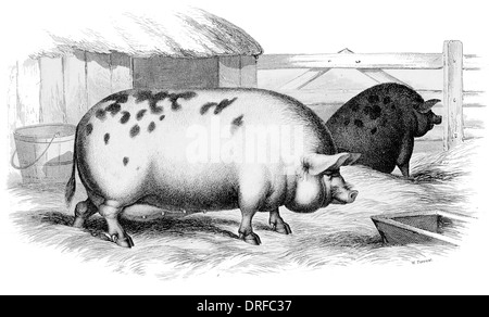 Siembre de la gran raza de cerdo inglés circa 1880 Foto de stock