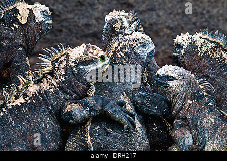 Las Iguanas marinas de las Galápagos Amblyrhynchus cristatus Fernandina Ecuador Sudamérica Foto de stock