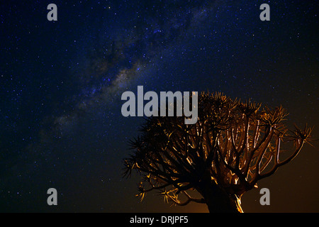 Vía Láctea con carcaj árbol o Quivertree Afrikaans, Kocurboom, aloe dichotoma noche admisión, Keetmanshoop, Namibia, África, mi Foto de stock
