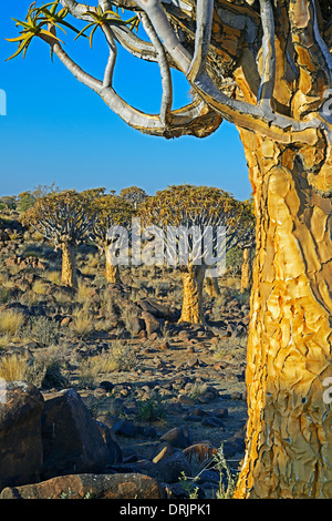 El carcaj árbol o Quivertree Afrikaans, Kocurboom, aloe dichotoma con amanecer, Keetmanshoop, Namibia, África Koecherbaum oder Qui Foto de stock