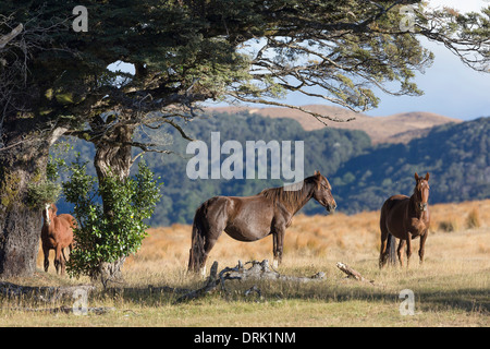 Kaimanawa Horse tres caballos salvajes de pie bajo un árbol Kaimanawa Waiouru rangos de Nueva Zelanda Foto de stock