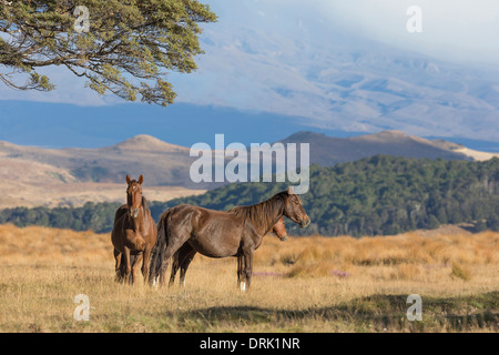 Kaimanawa Horse tres caballos salvajes de pie en una pradera Kaimanawa Waiouru rangos de Nueva Zelanda Foto de stock