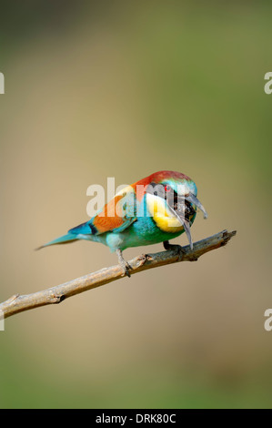 (Merops apiaster) degüelle pellet, Grecia, Europa Foto de stock
