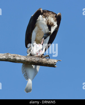 Osprey alimentarse de peces en un árbol Foto de stock