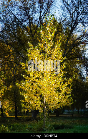 Un Álamo amarillo atrapando el cálido sol en otoño Foto de stock