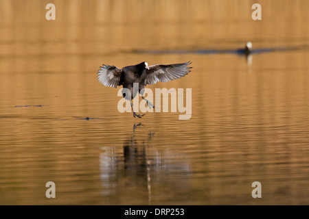 Focha Común (Fulica atra) aterrizaje con alas en el agua del lago Foto de stock